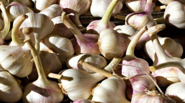 aglio nelle loro vagine